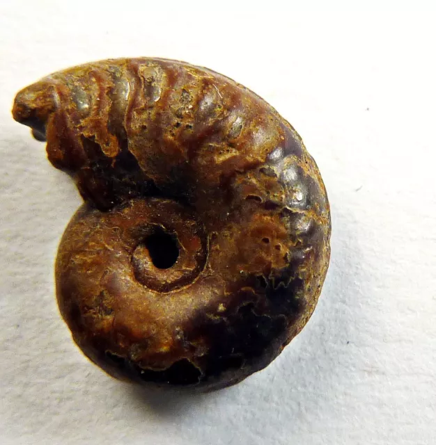 f140 Jura Ammonit pyritisiert Causses Provence Fossilien Fossils Ammonites