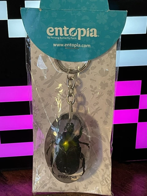 Insect Bug Beetle In Resin Keyring Entomology Taxidermy