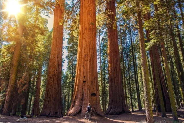 SAMEN der wunderschöne Bergmammutbaum wird ein Gigant in Ihrem Garten !