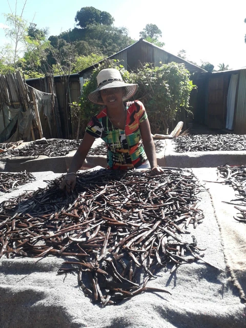 20 gousses Vanille Bourbon 15/16cm origine Madagascar 2022 productrice = 65/70gr