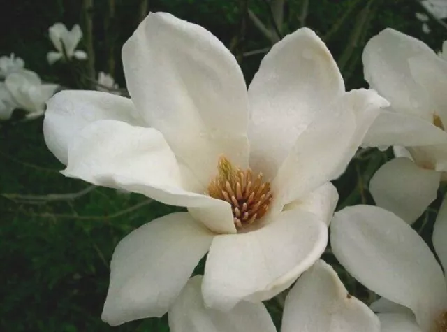 White Yulan Magnolia Tree Seeds 10 Pcs Fragrant Flowers for Home Garden