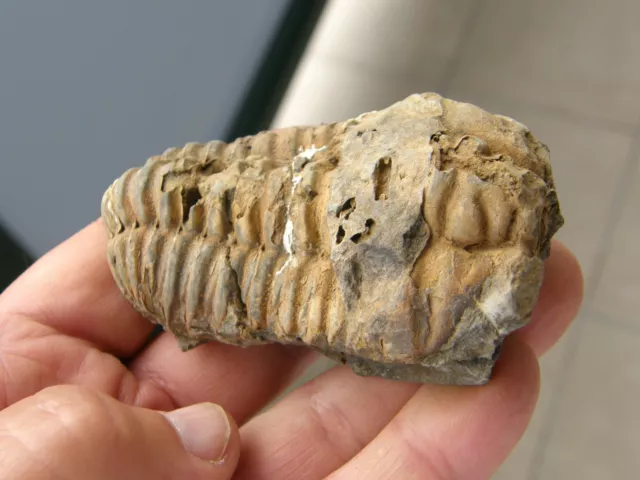 Fosiles Trilobites " Excelente Trilobite Calymene De Alnif(Marruecos)  -  7E13 "