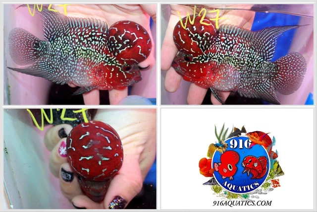 3.5 Inch High Grade Super Red Dragon Live Flowerhorn #W27