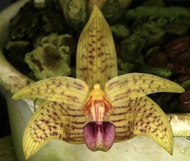 Species Orchid - Bulbophyllum coweniorum