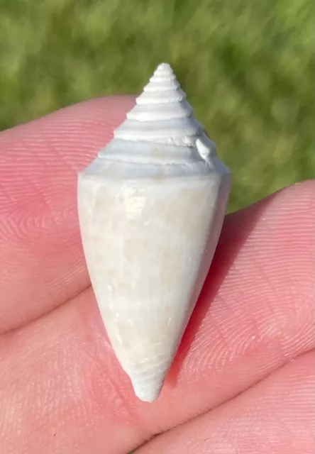 Florida Fossil Gastropod Conus laurenae Pliocene Age Shell