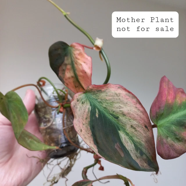 PHILODENDRON MICANS PINK MINT Variegated, 1-LEAF Cuttings, CHOOSE YOUR  FAVOURITE 19.99 - PicClick UK