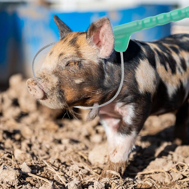 100 Tag Orecchio Per Animali Da Fattoria | Numerati Per Bestiame, Maiali, Pecore E Capre - Foto 7
