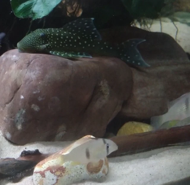 Blue Phantom Pleco (Hemiancistrus) L128 - 5 inch Blue Phantom Pleco (Hemiancistrus) L128 - 5 inch