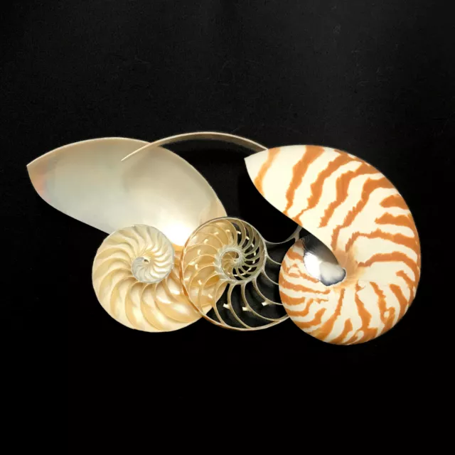 Centre Cut Chambered Nautilus Sea Shell Very Rare Natural Display Specimen