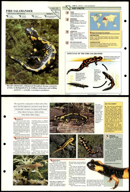 FIRE SALAMANDER #10 Reptiles Wildlife Fact File Fold-Out Card £1.99 ...