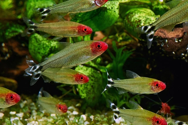 Group of 5+1 Live Rummynose Tetras Freshwater Tropical Schooling Fish A+++