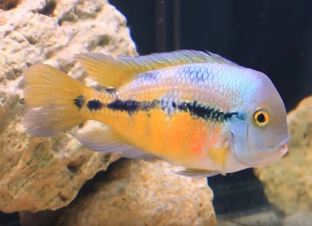 NICARAGUENSE CICHLID "Nicaragua Macaw"