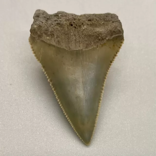 High Quality Sharply Serrated 1.67" Fossil GREAT WHITE Shark Tooth - FL