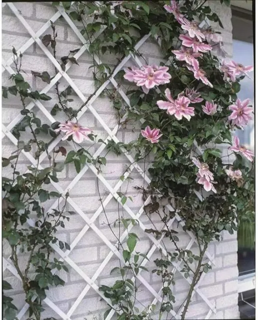 Traliccio da giardino espansivo PVC plastica piante da arrampicata pannelli da parete reticolo 2