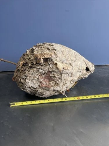 Huge Paper Wasp/Hornet Nest Measure 22”x 13" Taxidermy Display