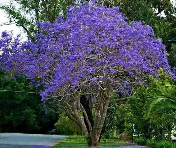 1 To 3” Inch Tell Blue Jacaranda Tree .Jacaranda mimosifolia.