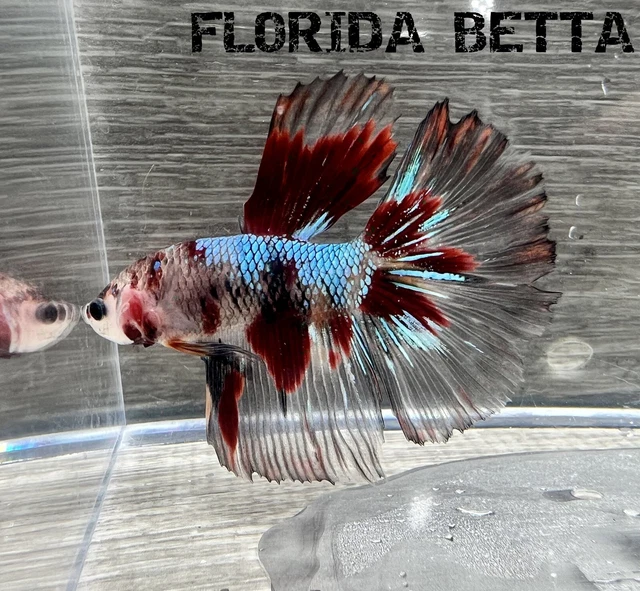 Live Betta Fish FANCY  GALAXY KOI HALFMOON ROSETAIL(HMPK MALE)-USA Seller A198