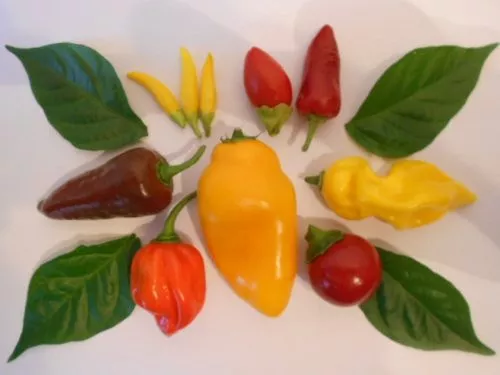 Chilisamen-Mix Bhut-Jolokia Trinidad Scorpion (Ultra-Hot) 20 Arten zu je 20 Same