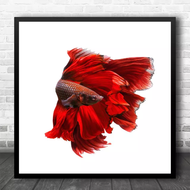 Red Bettafish High-Key Fish Fighting Siamese Betta Animal Square Wall Art Print