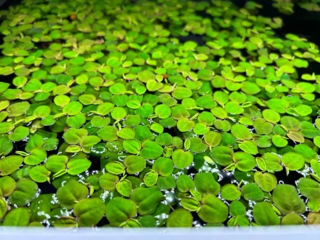 EXCESS STOCK SALE*FREE PRIORITY POST* 5 Grams Red Root Floaters Aquarium Frogbit