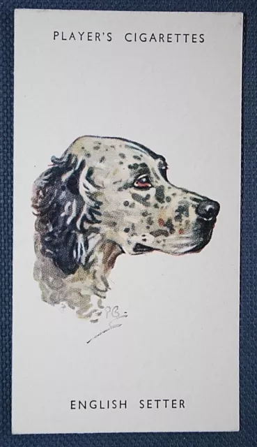 ENGLISH SETTER   Vintage Biegel Portrait Card  QC20