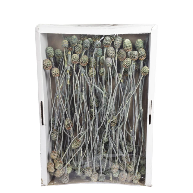 Ramas de Sabulosum - 3 cabezas - 50 piezas - verde helada