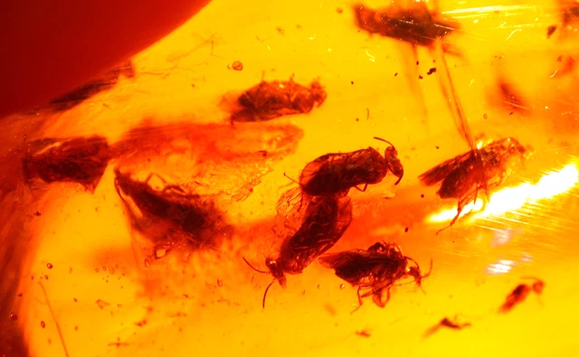 ULTRA RARE SWARM of Sawflies Menagerie in Dominican Amber Fossil ...