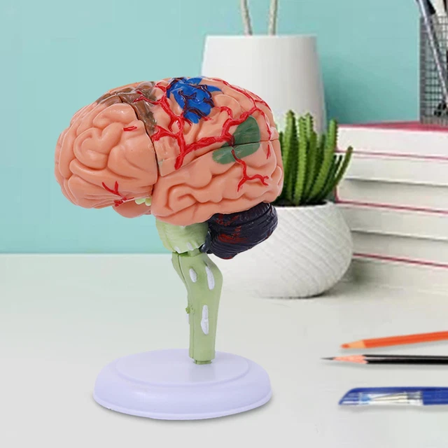 Modello Cervello Umano 2X Dimensioni Reali - Anatomia Numerata In 4 Parti Con Base Legno - Foto 7