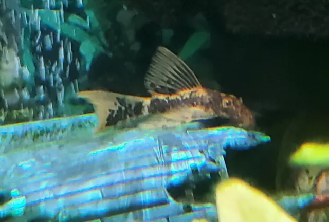 2 Super Red Calico Longfin Bristlenose Pleco (~2 - 3") Bushynose Ancistrus 2