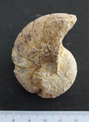 NAUTILE FOSSILLE  AMONITE 11 PIECES DIFFERENTES de 23 à 108mm 