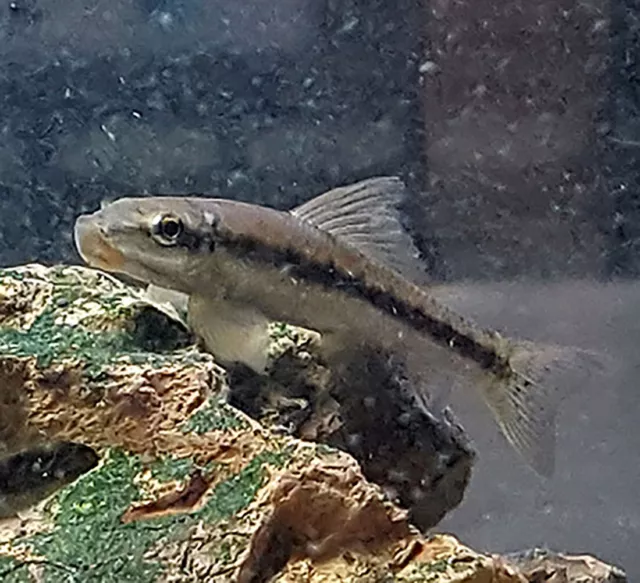 Chinese Algae Eater (Gyrinocheilos aymonieri) 2 - 3"
