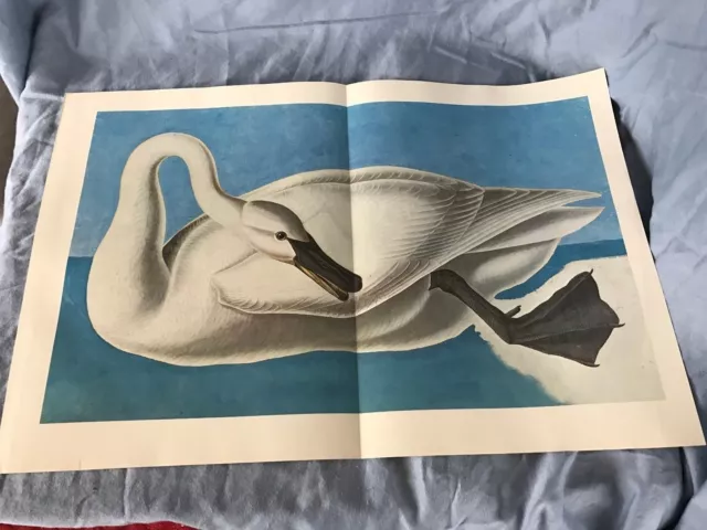 John James Audubon Bookplate Plate 7 Bird Art Print 1966 Original TRUMPETER SWAN