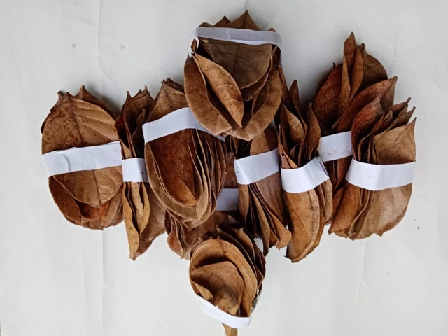 Dried jack fruit leaves 100 pack organic,Bio film ,shrimp Aquarium ceylon Natura