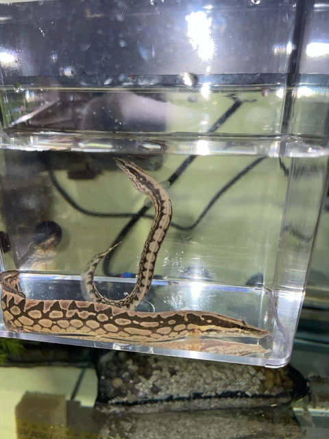 TIRETRACK EELlive tropical aquarium fish *PLS READ DESCR* 2