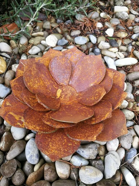 EDELROST SUKKULENTE EDELROSTBLUME Metallblume Blume Rost Garten Metall ...