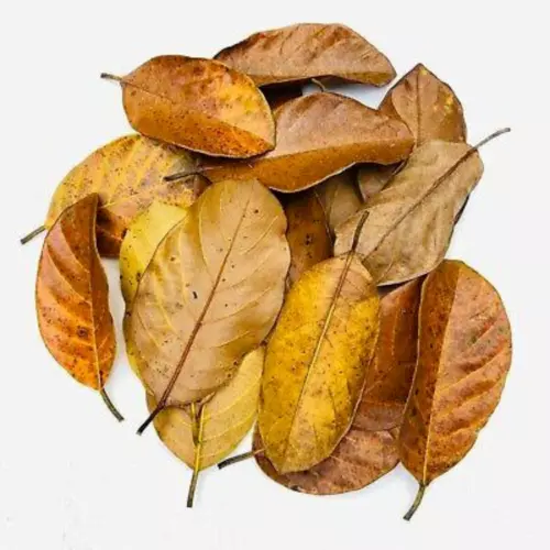 Dried Jack Fruit Leaves Organic Bio Film Shrimp Aquarium Ceylon Natural
