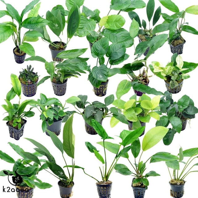 Anubias 40 species Live Aquarium Plants Tropical Fish Tank Aquascape Co2 nana