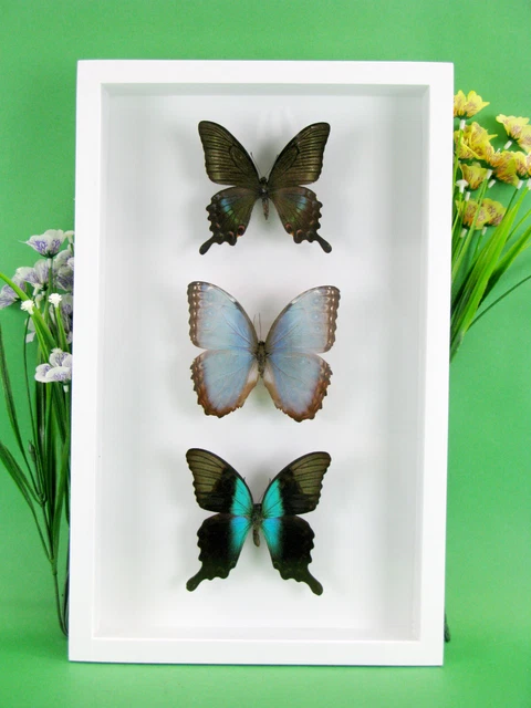 3 real beautiful and huge butterflies in the XXl showcase - single piece - 28