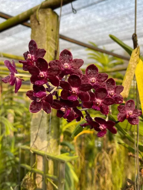 Vanda Colmarie Fragrant , Large Seedling