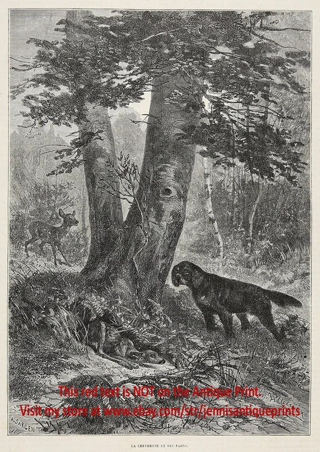Dog Gordon Setter Youngster Finds Deer Fawn, Both Startled, 1880s Antique Print