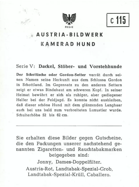 Original 1952 Dog Art Print Austria Tobacco Bildwerk Trade Card GORDON SETTER 2