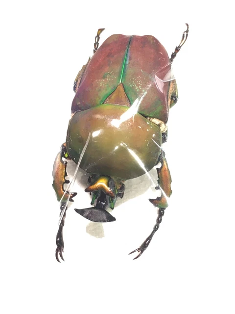 標本 Kenia Stephanocrates dohertyi 48mm Kenia Stephanocrates dohertyi 48mm STEPHANOCRATES DOHERTYI MALE