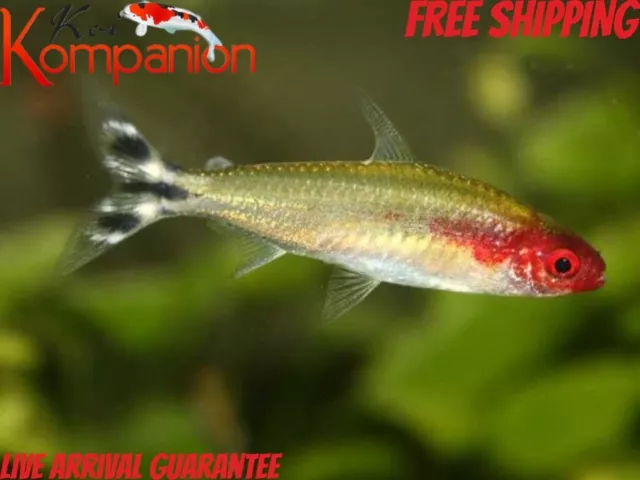 3/5/10/20x Rummynose Tetra Fish Free Shipping Koi Kompanion