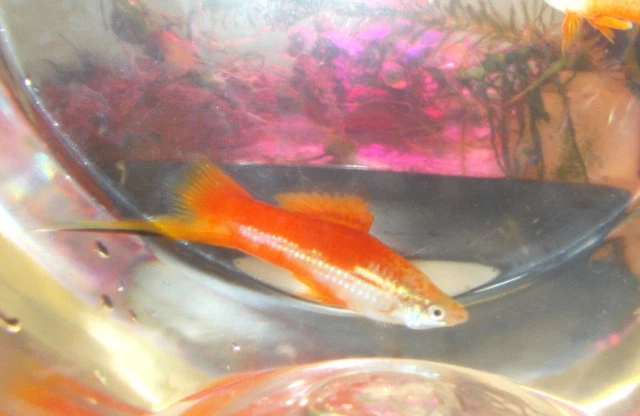 3 Pineapple Swordtail Fish
