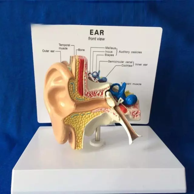 Human Medical Ear Anatomy Desktop Ear Model 1:1 Scale Medical Teaching Tool 1pc