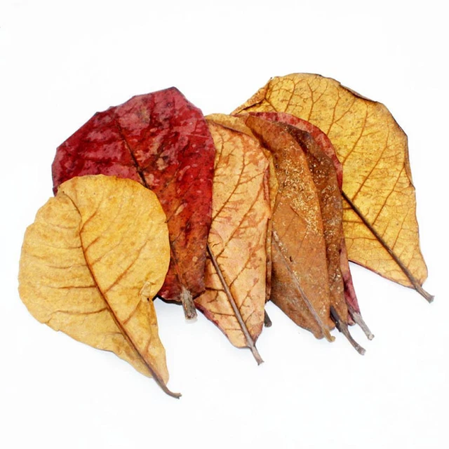 Indian Almond Catappa Leaves Fish Aquarium Improve FAST Quality Water U1P9