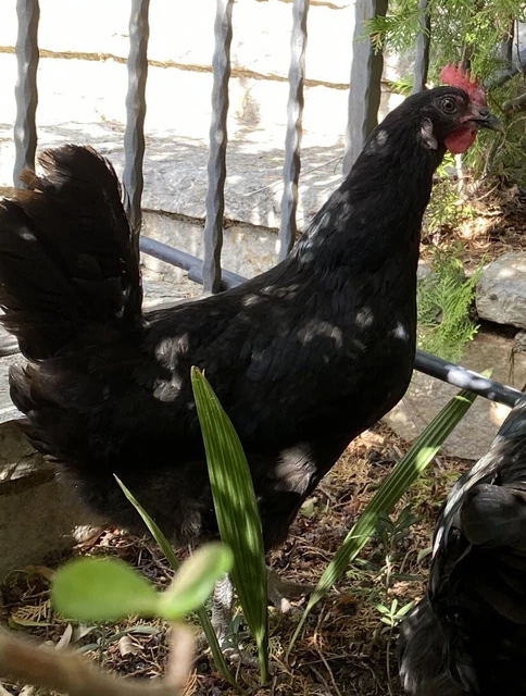 10X UOVA Fertili, Uova FECONDE AUSTRALORP NERA IN PUREZZA - Foto 3