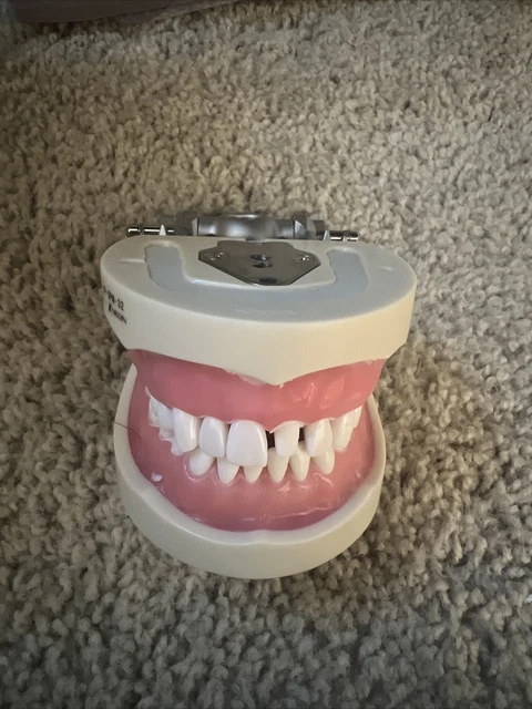 Nissin Kilgore Dental Typodont Hard gingiva