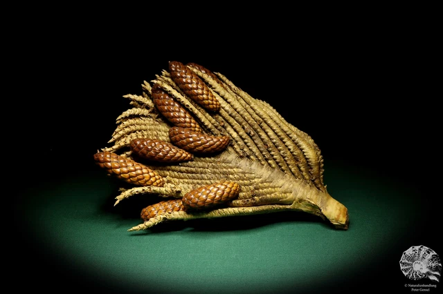 Raphia farinifera tropical centroáfrica palmera reciente frutos secos especie