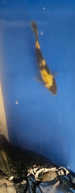 Imported Japanese Koi - 7" and 7.5" Ki Utsuri - 2 KOI TOTAL